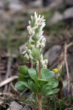 Corydalis ledebouriana