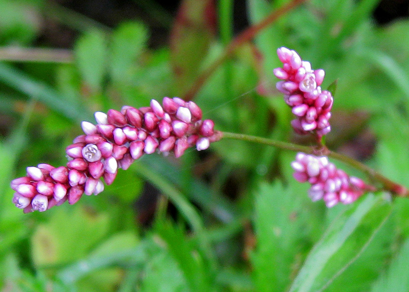 Image of Persicaria maculosa specimen.