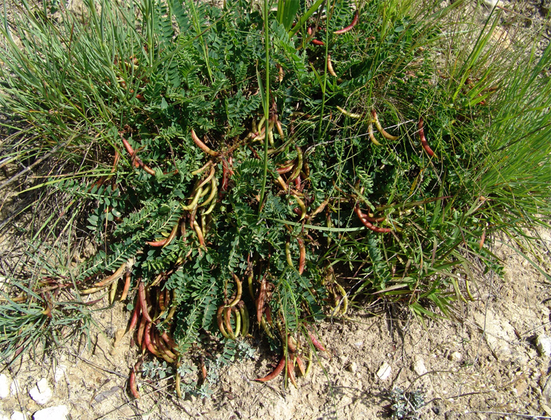 Изображение особи Astragalus demetrii.