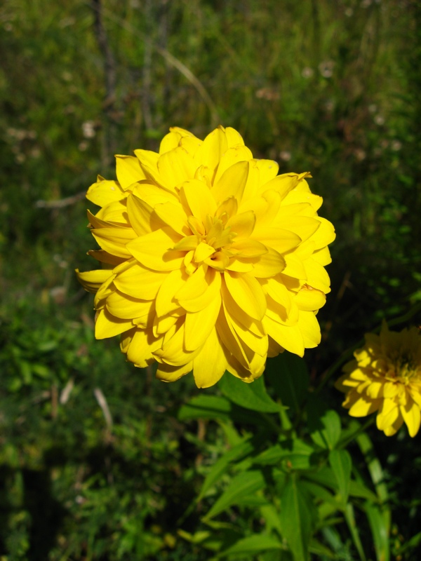 Image of Rudbeckia laciniata var. hortensia specimen.