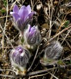 Pulsatilla turczaninovii