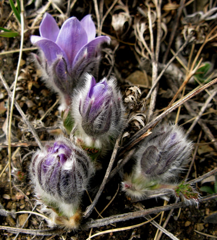 Image of Pulsatilla turczaninovii specimen.