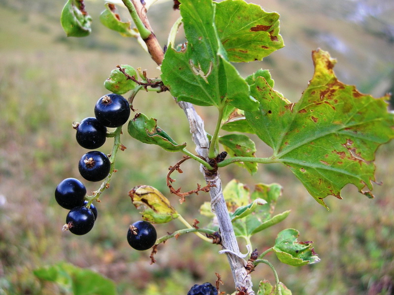 Image of Ribes meyeri specimen.