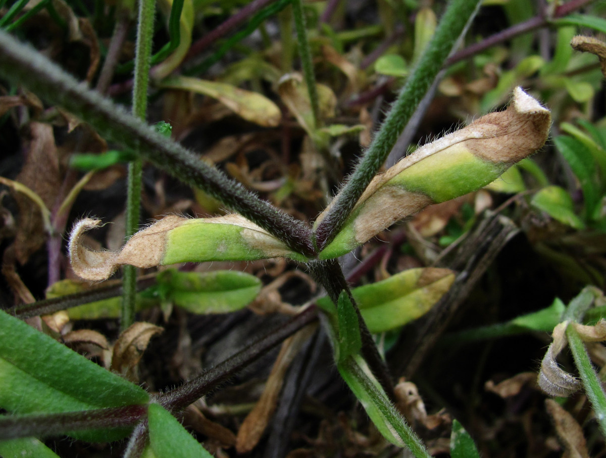 Image of Cerastium holosteoides specimen.