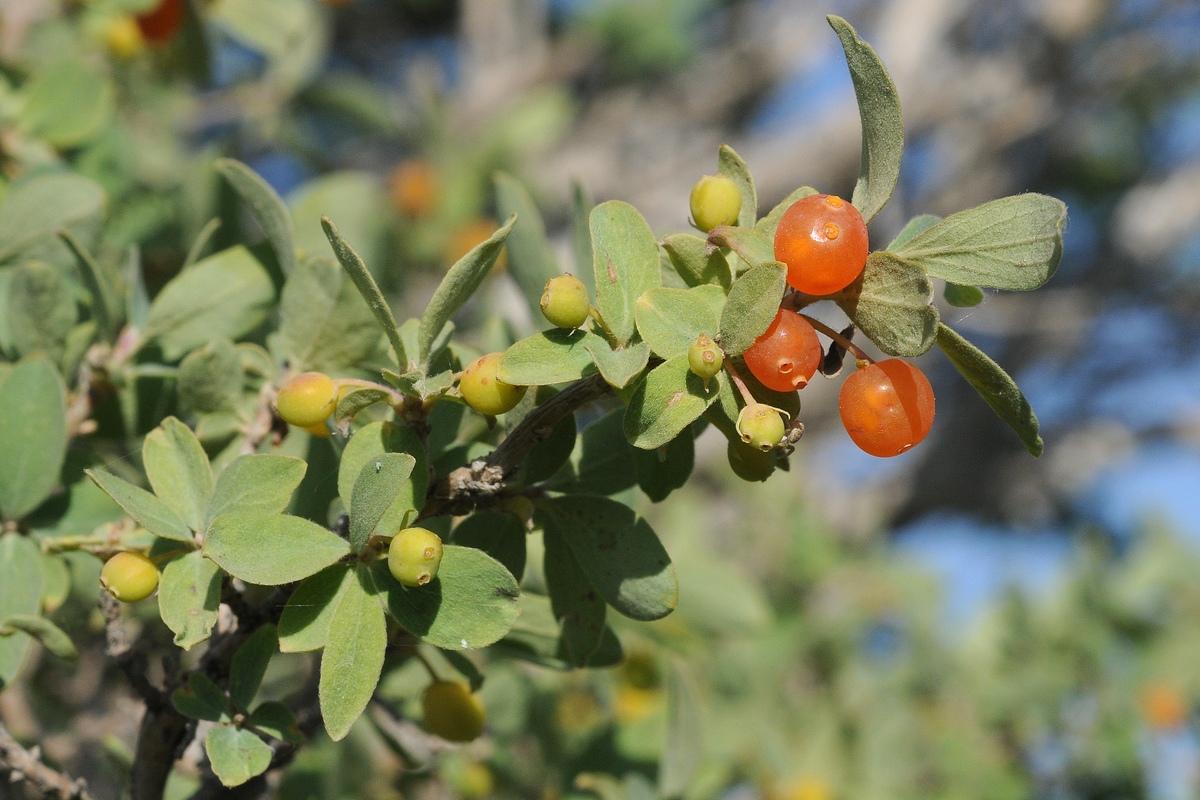 Изображение особи Lonicera microphylla.