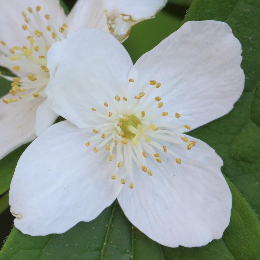 Изображение особи род Philadelphus.