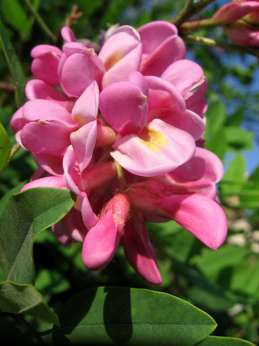 Image of genus Robinia specimen.