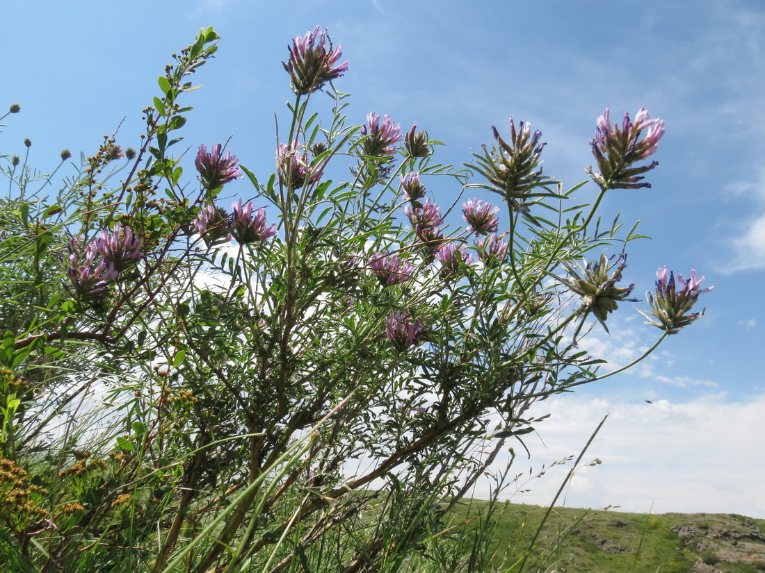 Изображение особи Astragalus arbuscula.