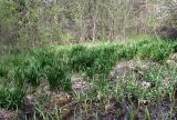 Leucojum aestivum