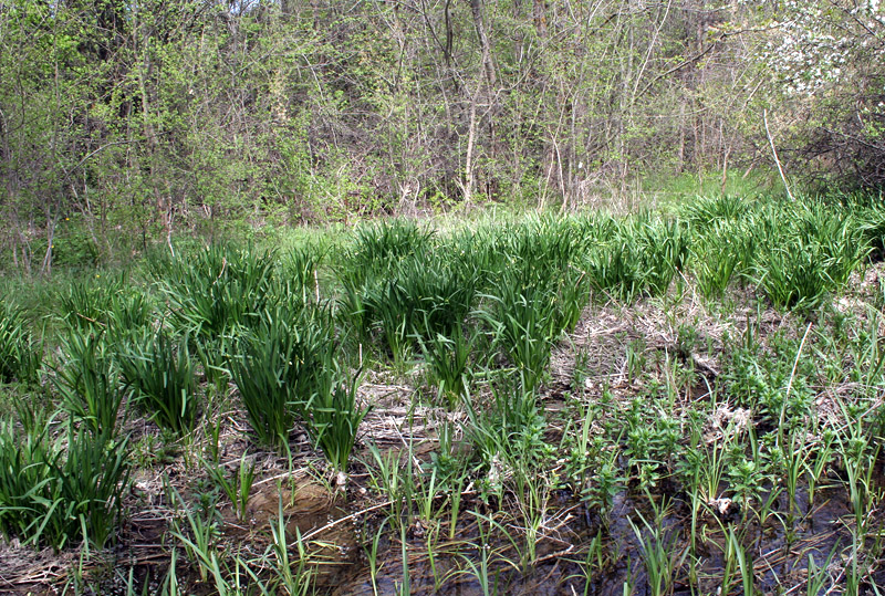 Image of Leucojum aestivum specimen.