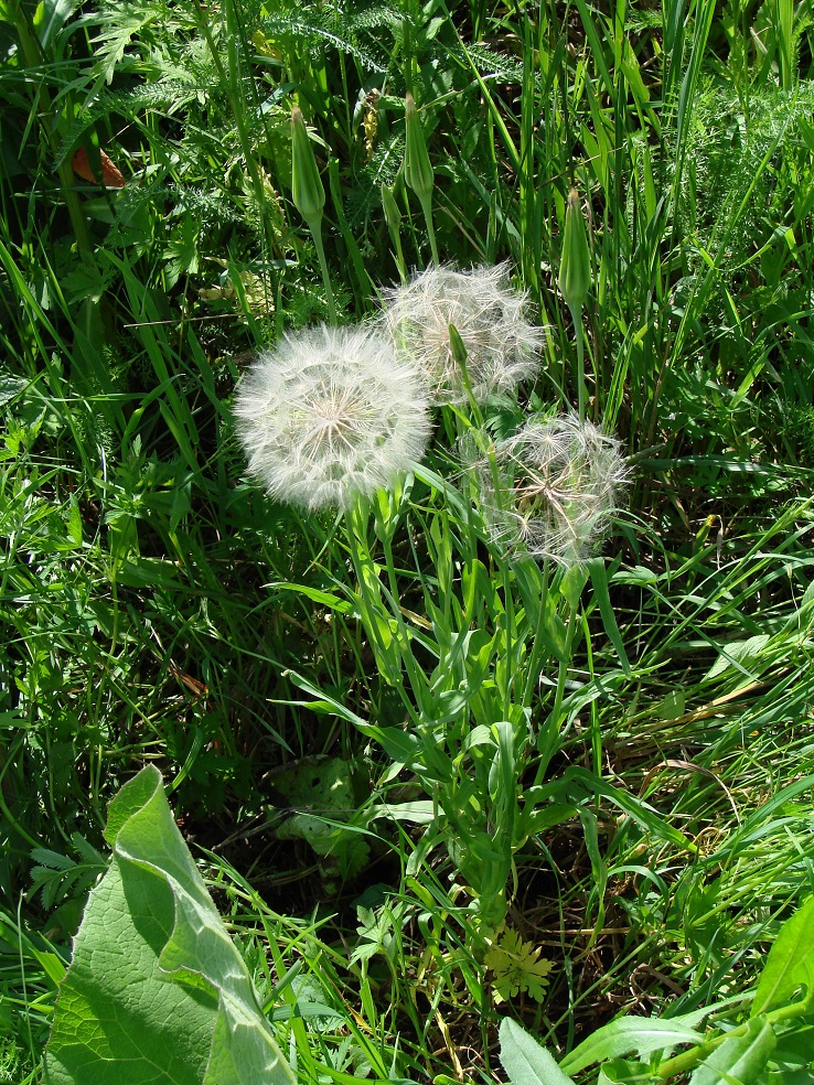 Image of genus Tragopogon specimen.