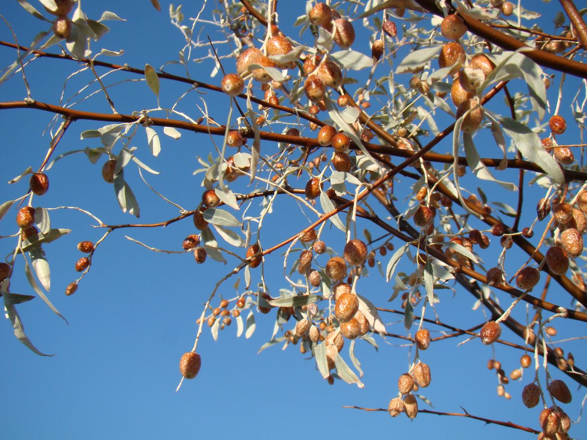 Image of Elaeagnus turcomanica specimen.