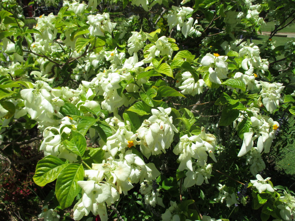 Image of Mussaenda frondosa specimen.