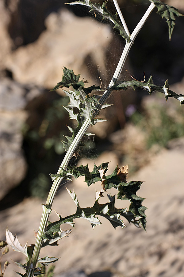 Image of Echinops talassicus specimen.