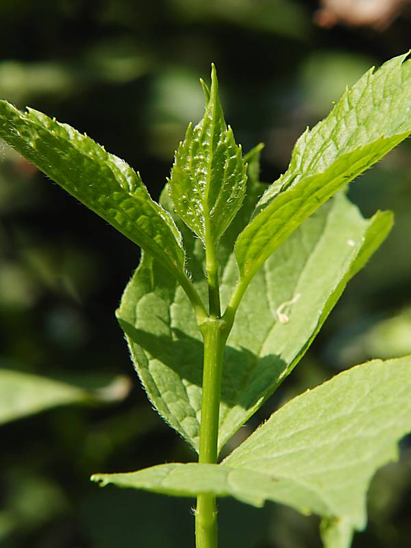 Image of Philadelphus coronarius specimen.