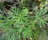 genus Pulsatilla. Листья. Якутия (Саха), южные окр. г. Якутска, холмы. 11.06.2012.
