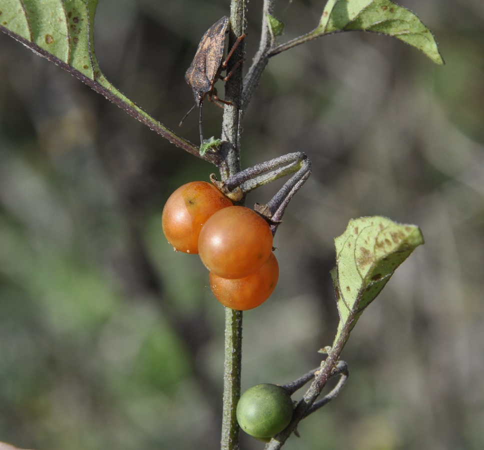 Изображение особи Solanum alatum.
