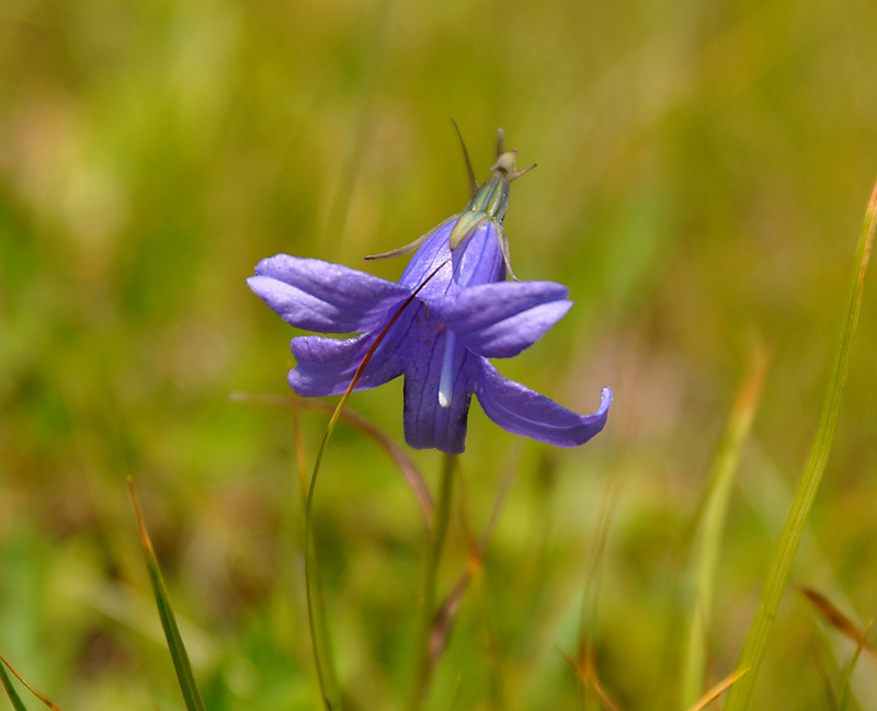 Изображение особи Campanula turczaninovii.