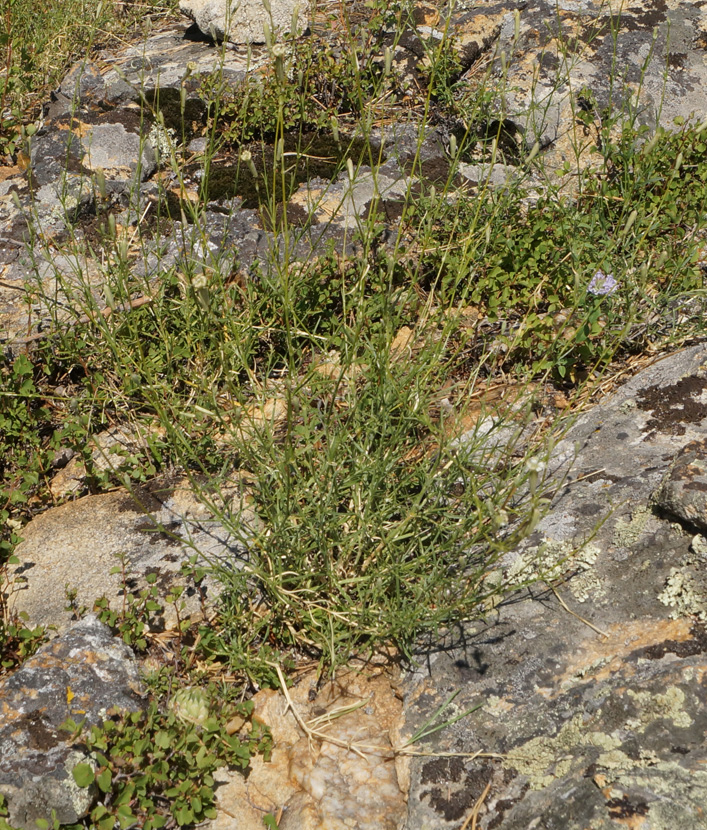 Image of Silene alexandrae specimen.