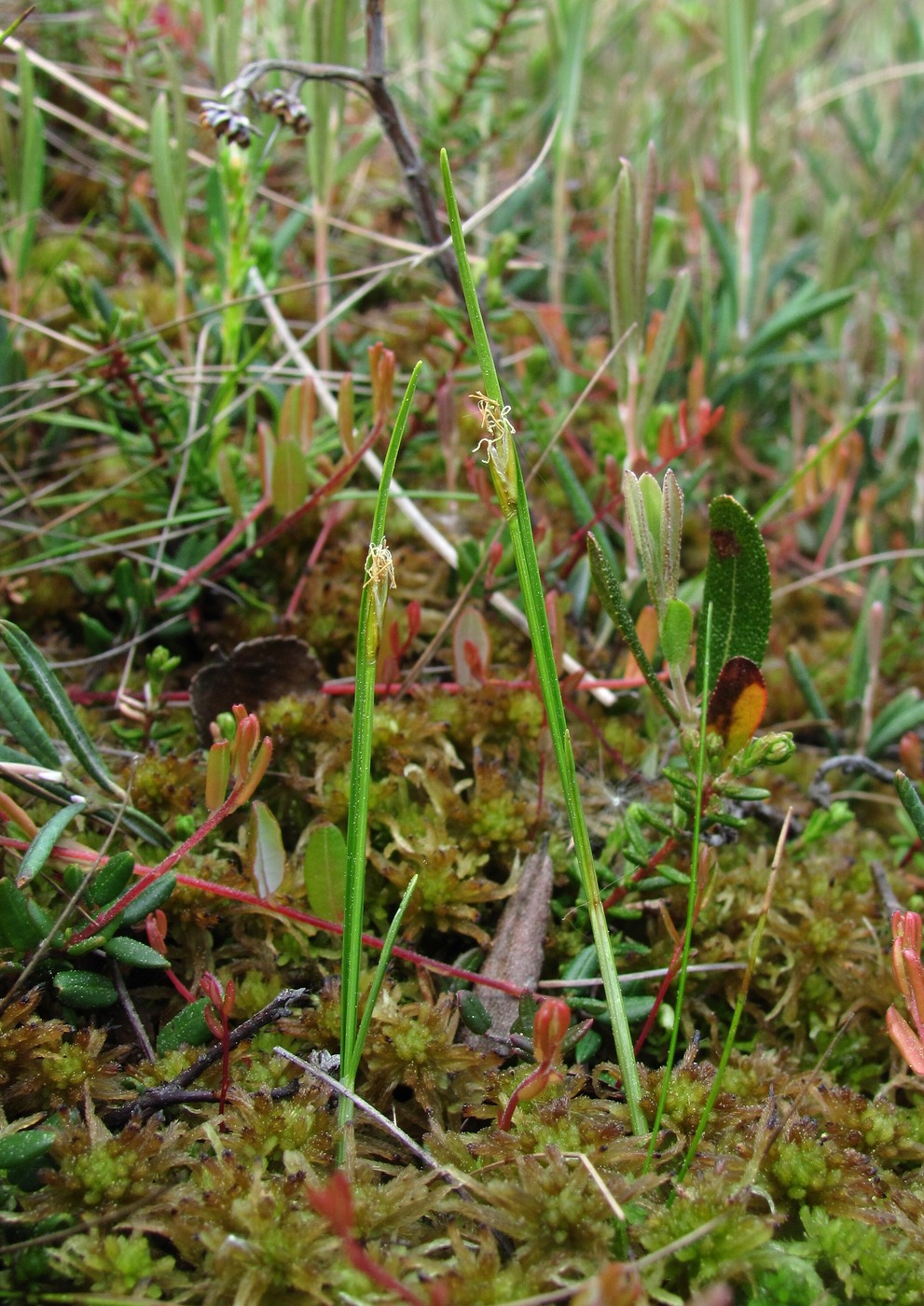 Image of Carex pauciflora specimen.