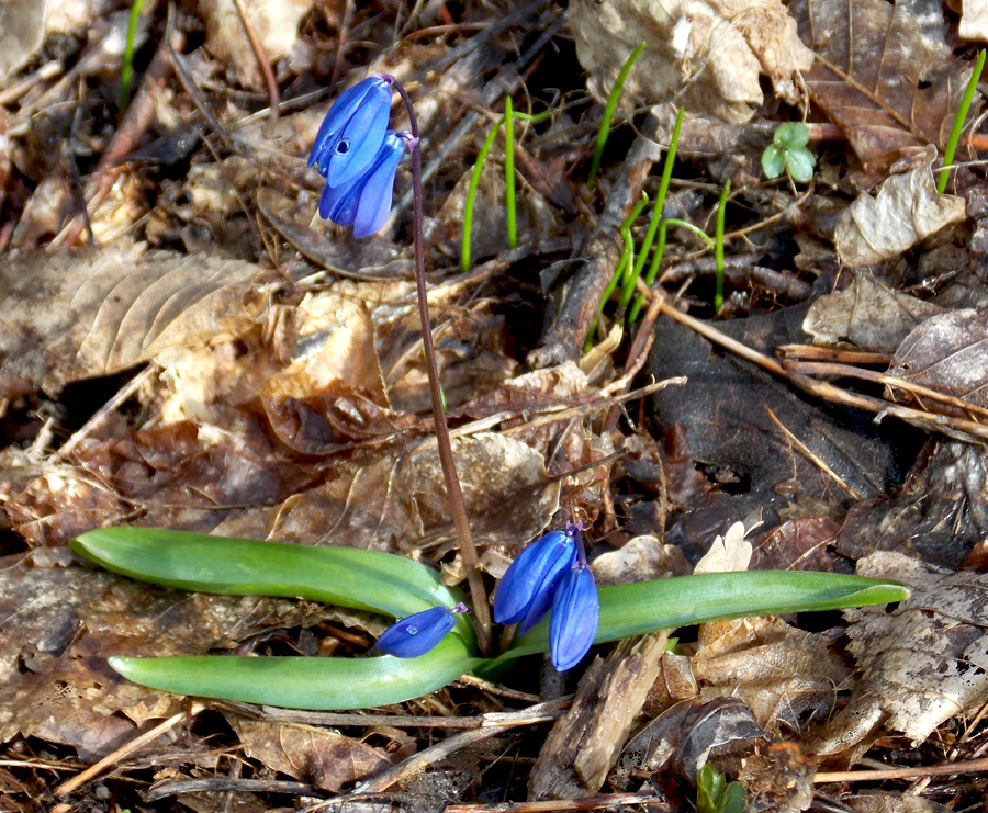 Изображение особи Scilla siberica.