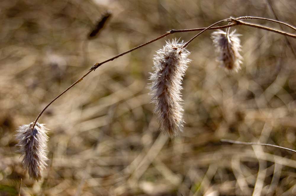 Image of Trifolium arvense specimen.