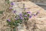 Malva sylvestris