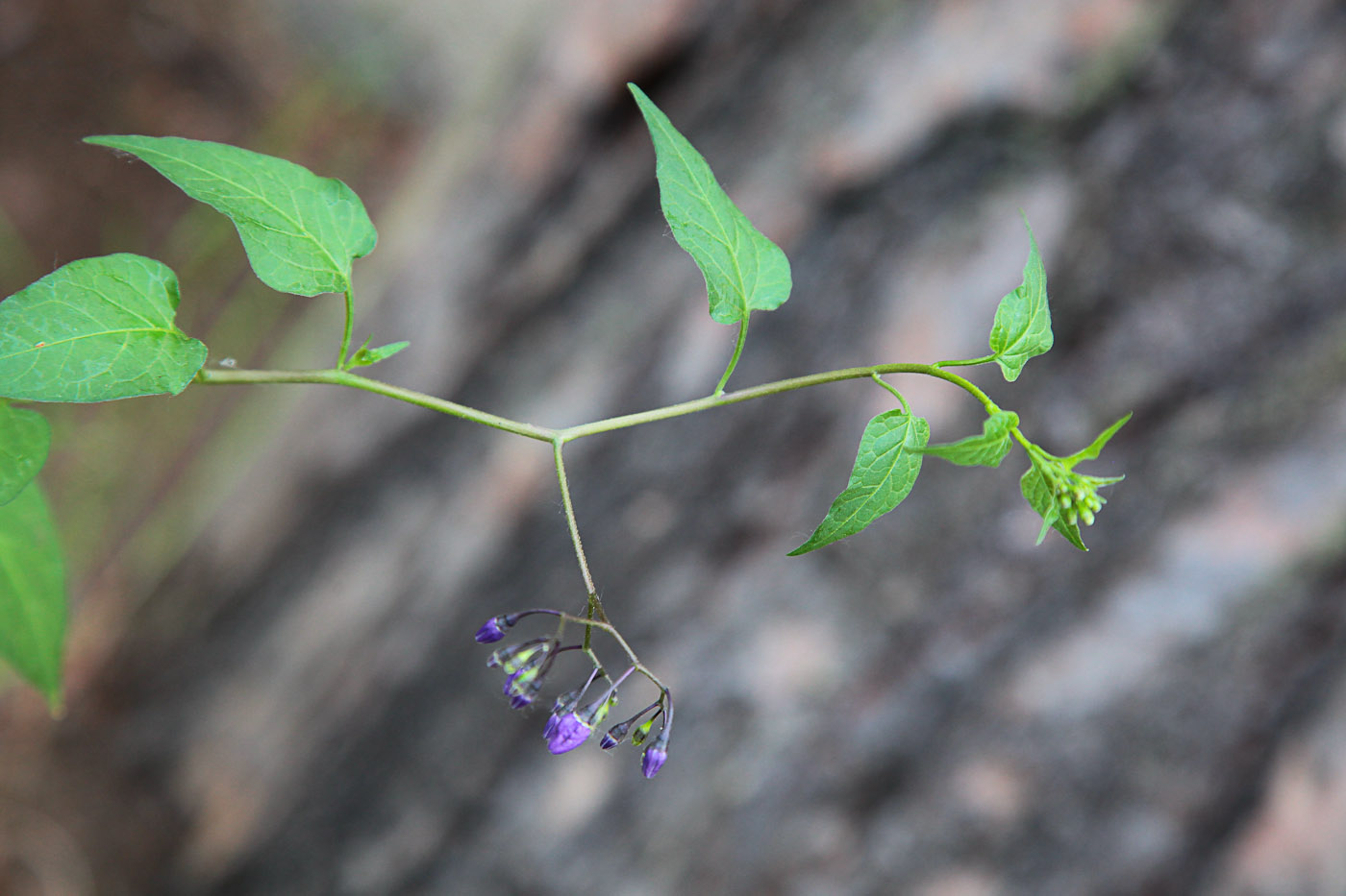 Image of Solanum dulcamara specimen.