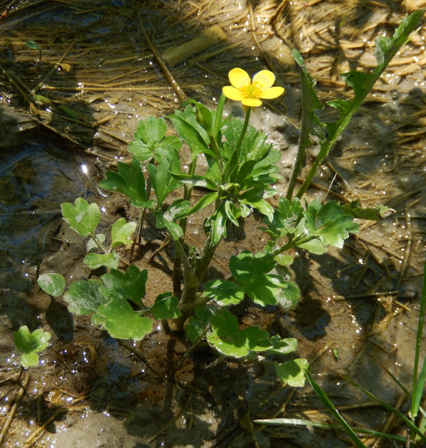 Image of Ranunculus trachycarpus specimen.