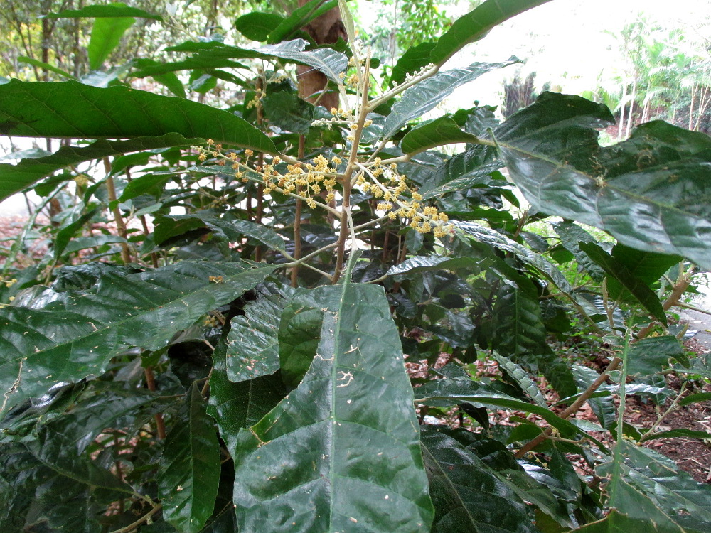 Image of Lunasia amara specimen.