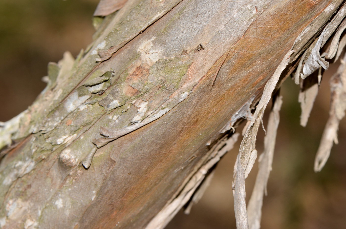 Изображение особи Eucalyptus kruseana.