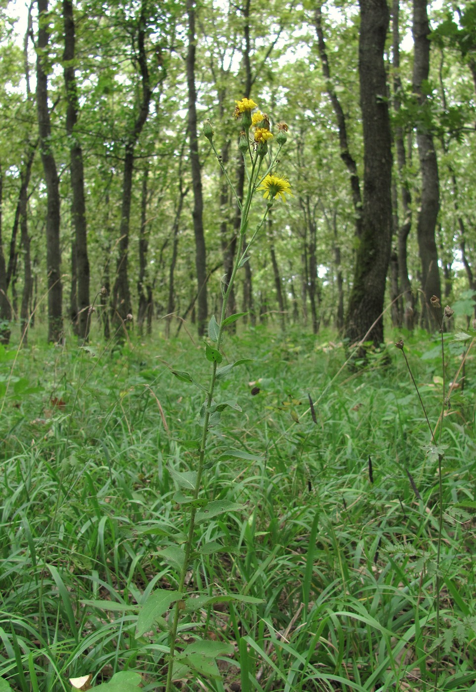 Image of genus Hieracium specimen.