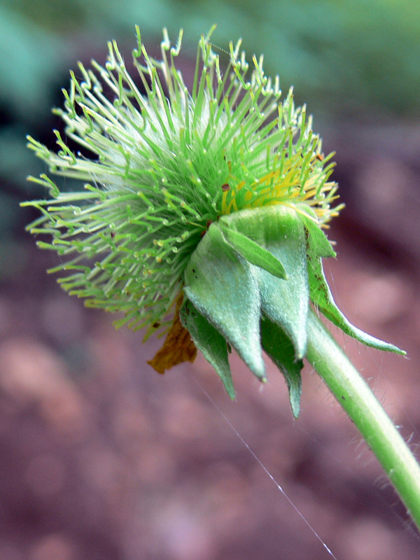 Изображение особи Geum aleppicum.