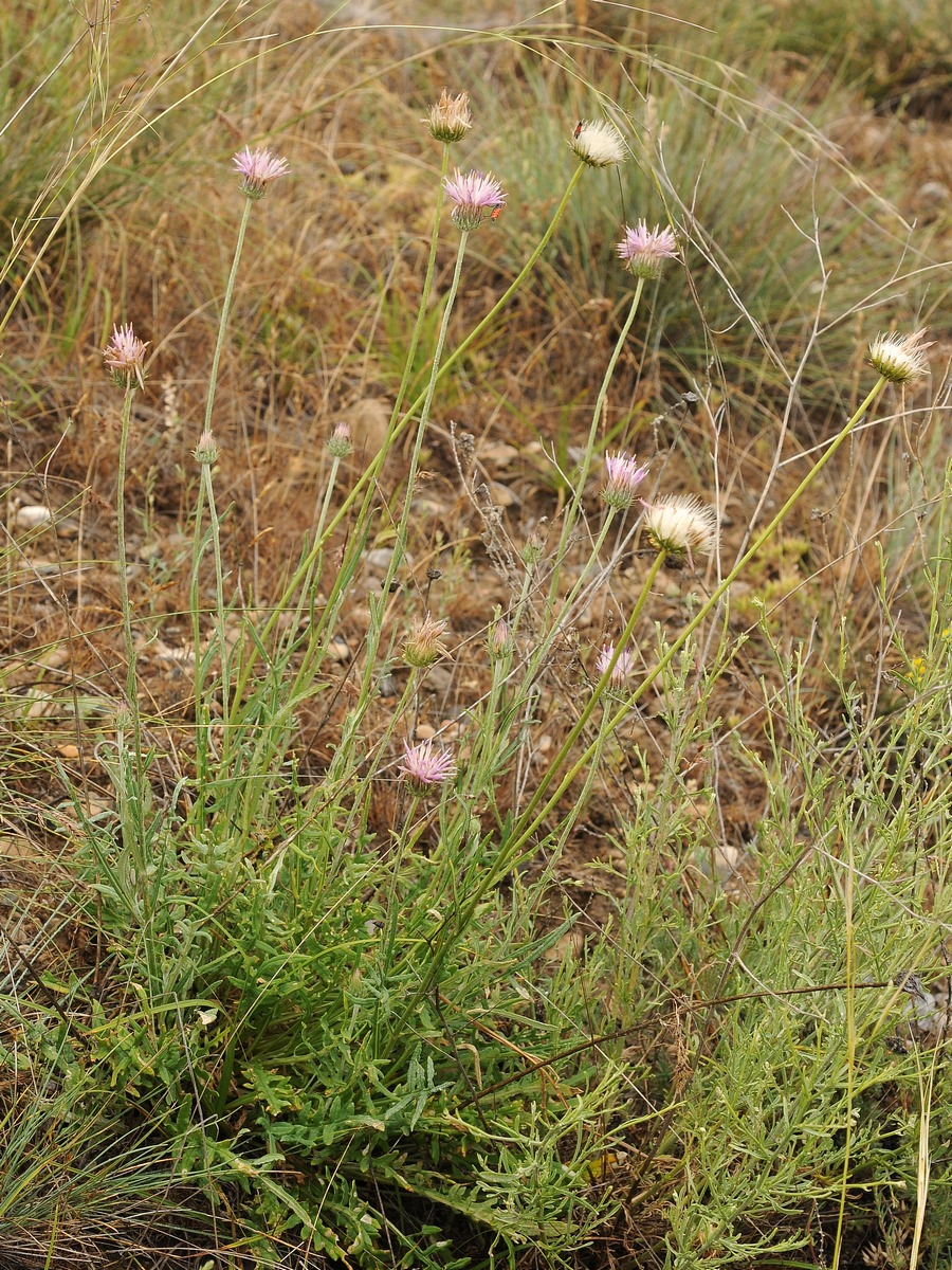 Image of Jurinea multiloba ssp. aulieatensis specimen.