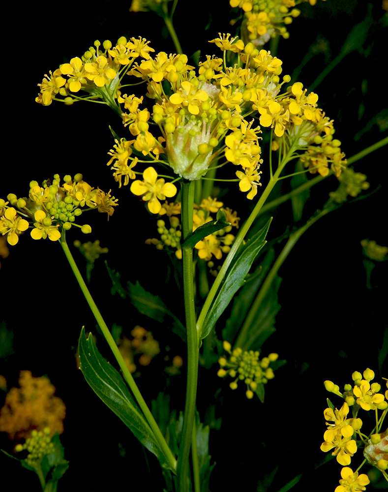 Image of Rorippa austriaca specimen.