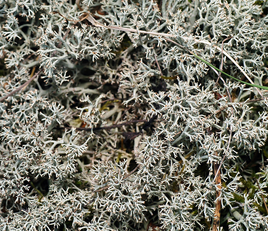 Изображение особи Cladonia arbuscula.