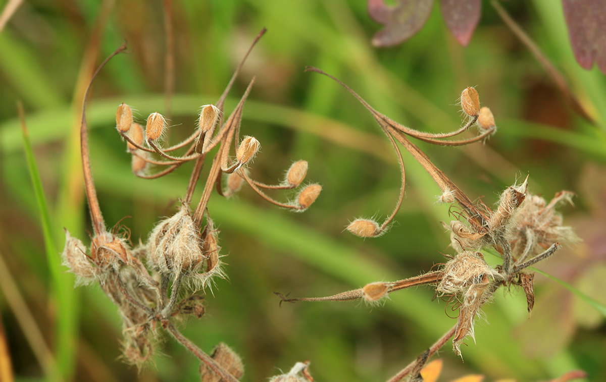 Image of Geranium erianthum specimen.