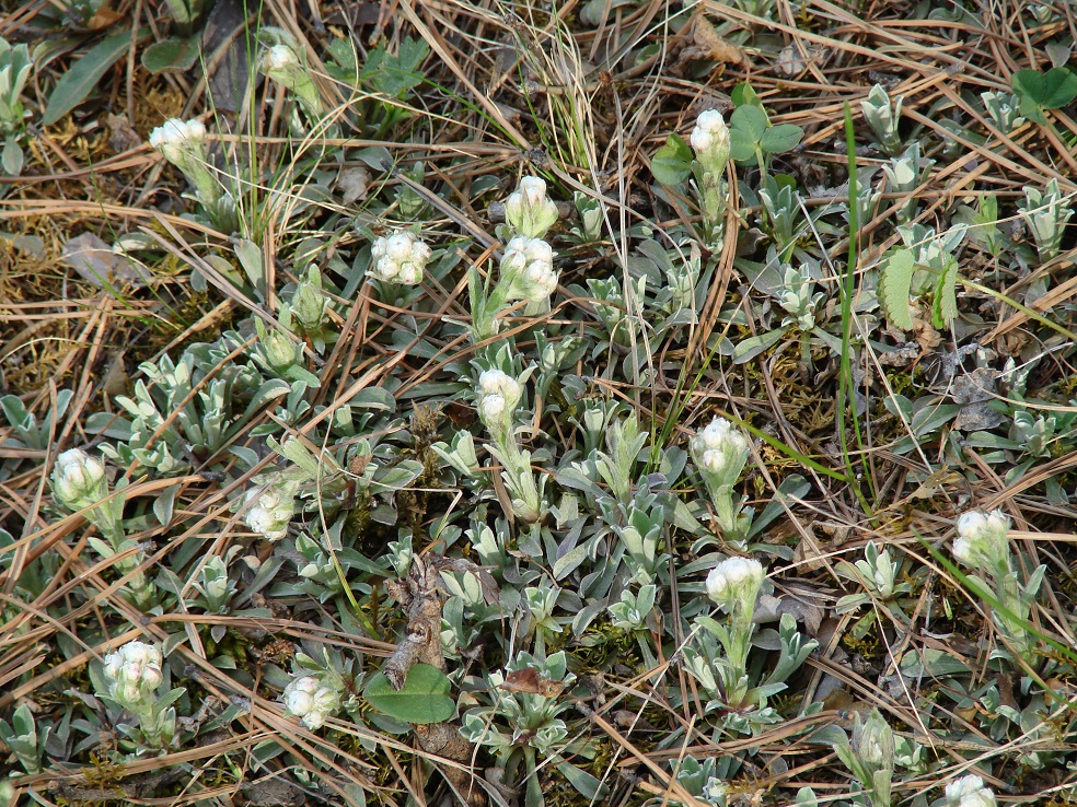 Изображение особи Antennaria dioica.