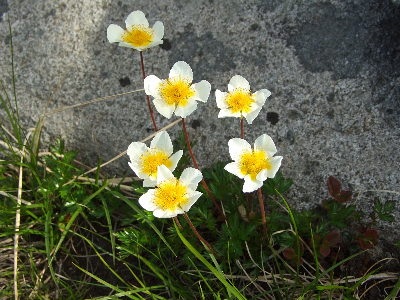 Image of Sieversia pusilla specimen.