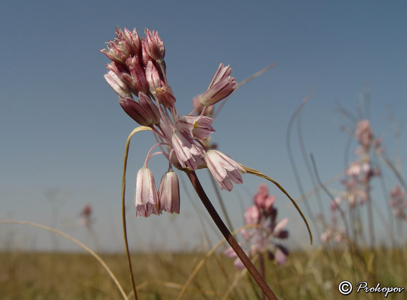 Image of Allium paniculatum specimen.