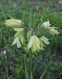 Смотреть изображение Fritillaria raddeana