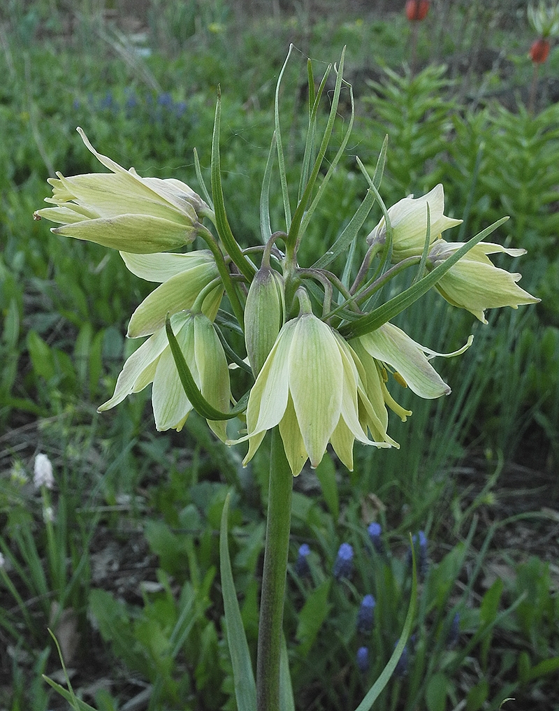 Изображение особи Fritillaria raddeana.