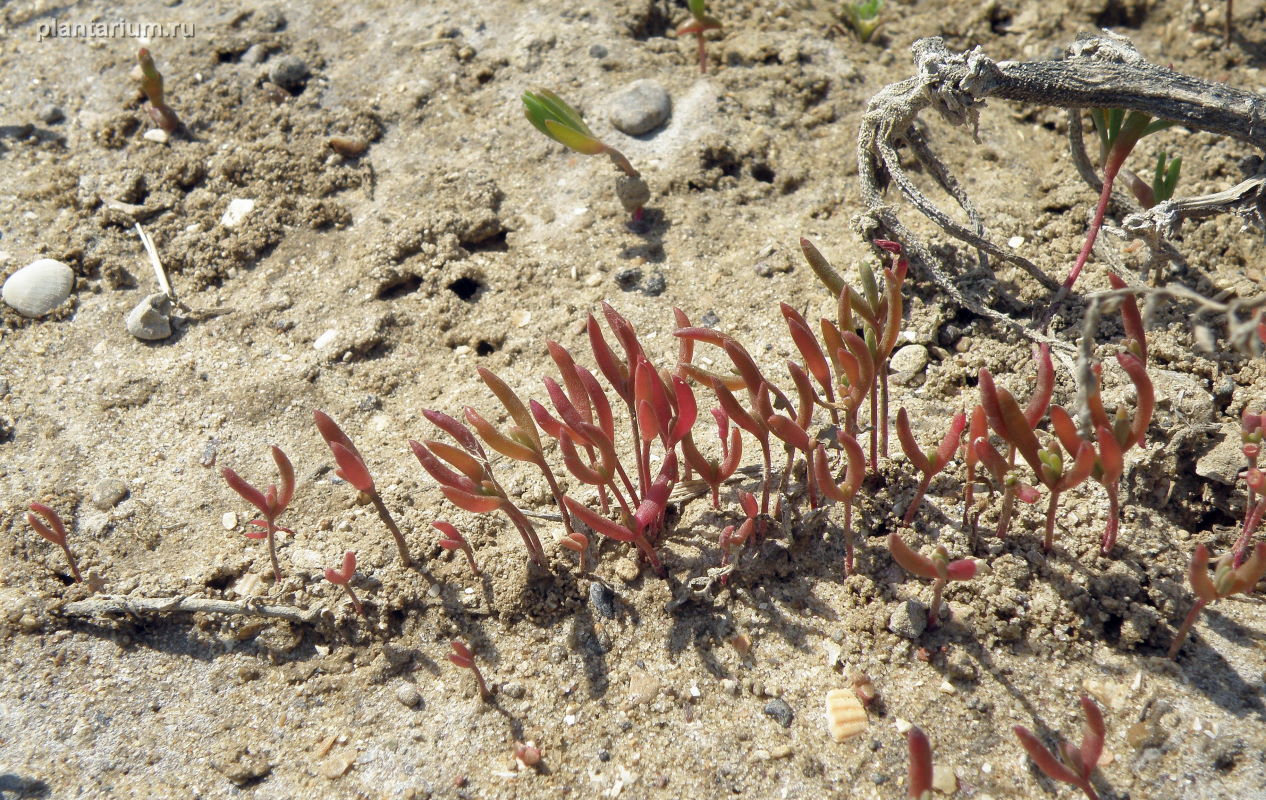 Image of Suaeda prostrata specimen.