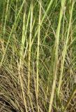 Stipa pontica. Нижние части побегов. Крым, Симферопольский р-н, окр. пос. Давыдовка, залежь. 1 июня 2017 г.