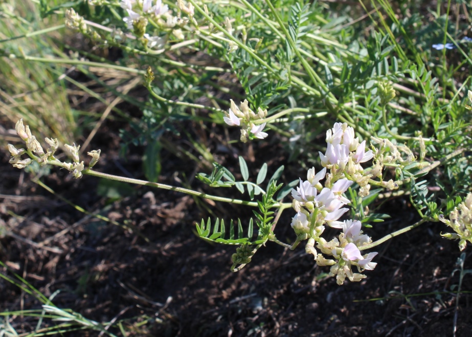 Image of Astragalus brachybotrys specimen.