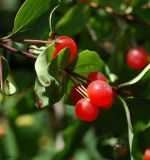 Lonicera tatarica