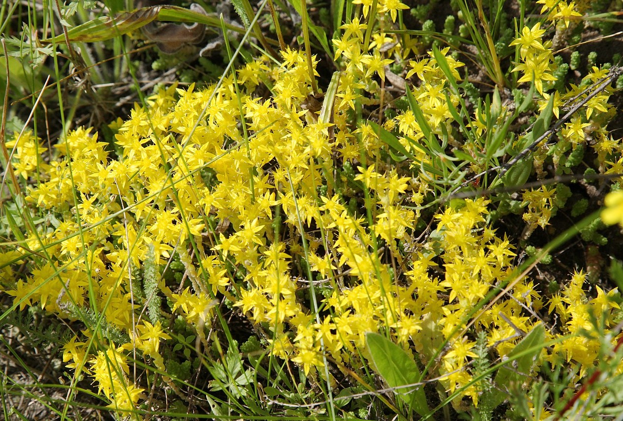 Image of Sedum acre specimen.