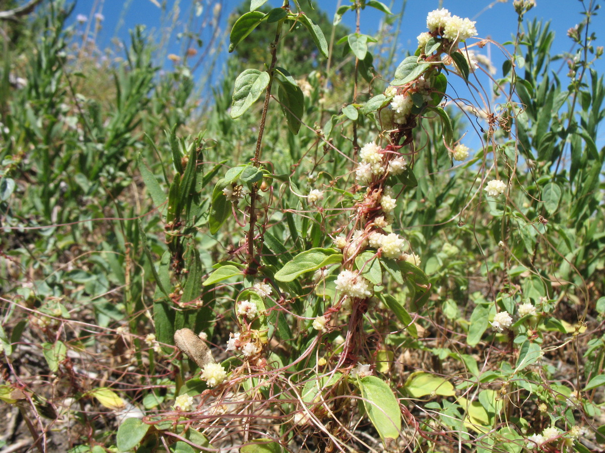 Image of Cuscuta approximata specimen.