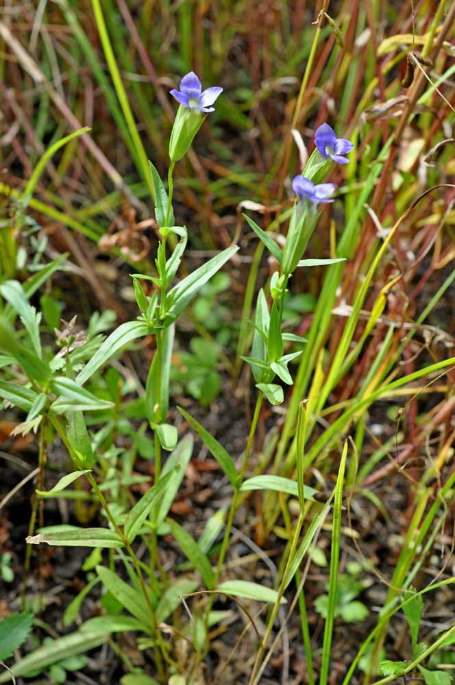 Image of Gentianopsis komarovii specimen.