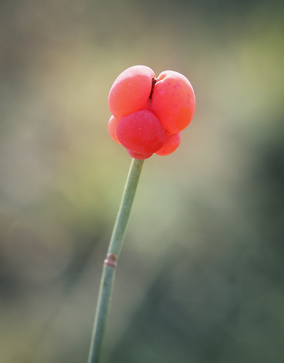 Image of Ephedra distachya specimen.